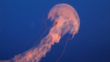 muhteşem deniz anası