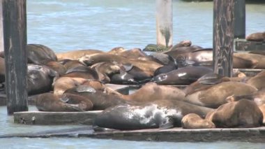 Deniz Aslanları ahşap platformlar