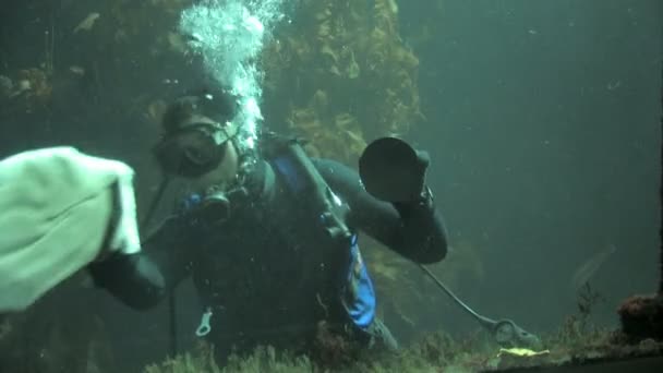 Płetwonurek czyszczenia akwarium zbiornik — Wideo stockowe