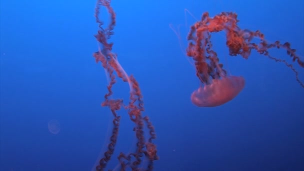 Spektakularne meduzy — Wideo stockowe