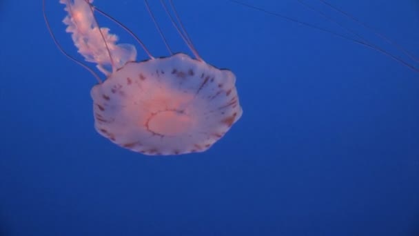Вражаючі медузи — стокове відео