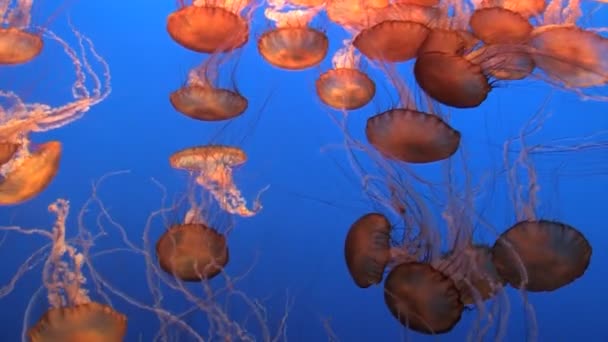 Meduse spettacolari — Video Stock