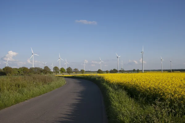 Koolzaad veld — Stockfoto