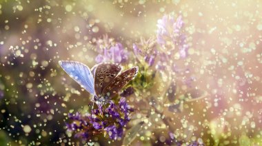 yağmur ve gün batımı mor kır çiçeği ile kelebek