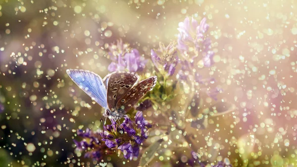 Farfalla in pioggia e tramonto con fiore selvatico viola — Foto Stock