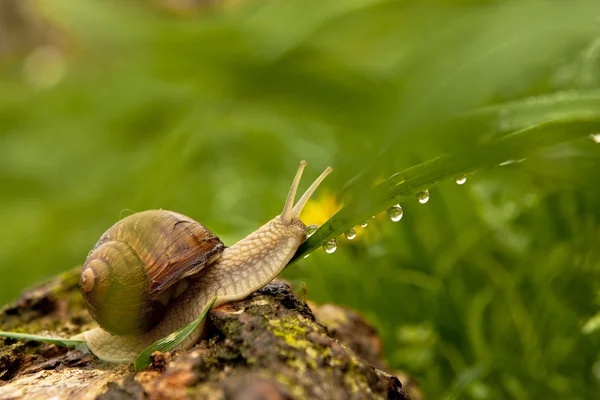 Snail drinks water drops — Stock Photo, Image