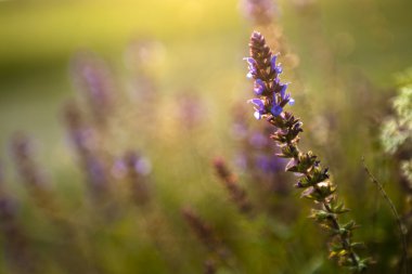 gün batımı mor çiçegi
