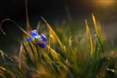 Little blue viola wild flower in sunset