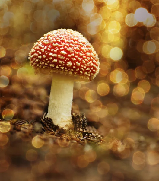 Mushroom in the forest in sunset — Stock Photo, Image