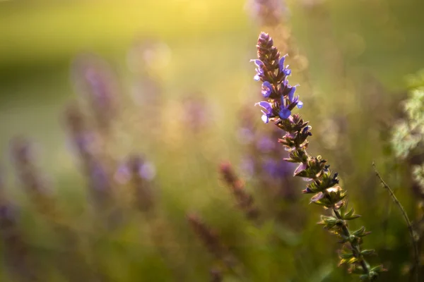 Fleurs sauvages violettes au coucher du soleil — Photo