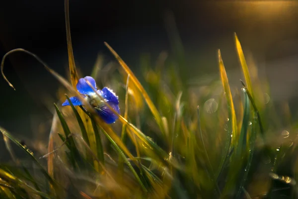 Pequeña viola azul flor silvestre en la puesta del sol —  Fotos de Stock