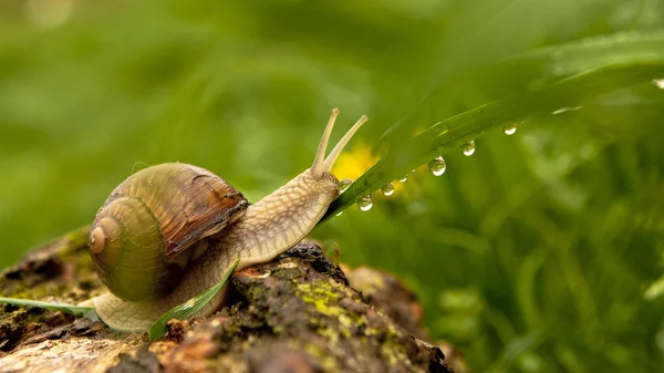 Snail and water drops — Stock Photo, Image