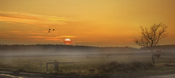 Landskap i solnedgång med djur — Stockfoto