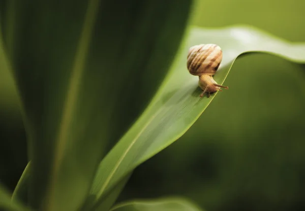 Snail on green leaf — Stock Photo, Image