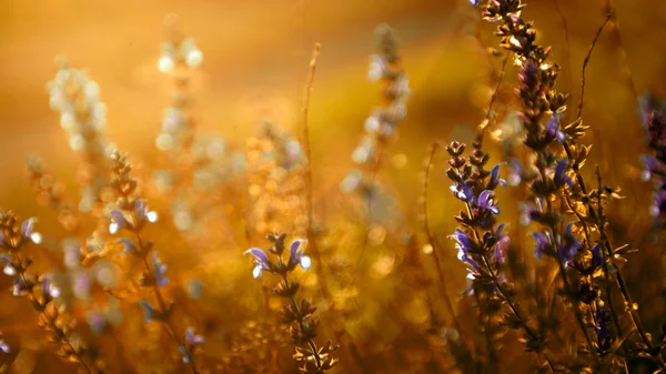 Schöne lila Wildblumen im Sonnenlicht — Stockfoto