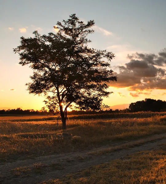 Zonsondergang op de velden — Stockfoto