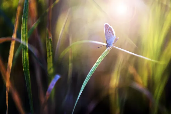 Petit papillon bleu au coucher du soleil — Photo