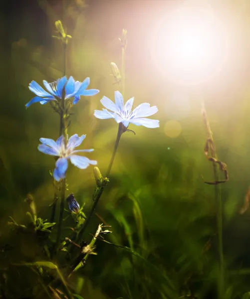 Fleurs sauvages bleues au coucher du soleil — Photo