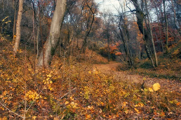 Осенний лес — стоковое фото