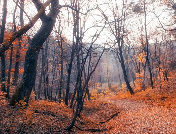 Jesienny las w październiku — Zdjęcie stockowe