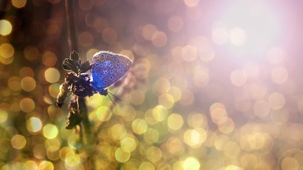 日没で青い蝶 — ストック写真