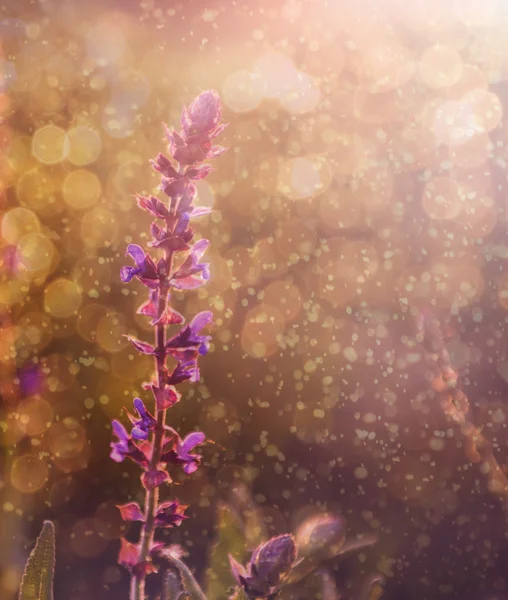 Bela flor roxa selvagem na chuva e pôr do sol — Fotografia de Stock