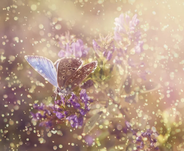Schmetterling bei Regen und Sonnenuntergang — Stockfoto