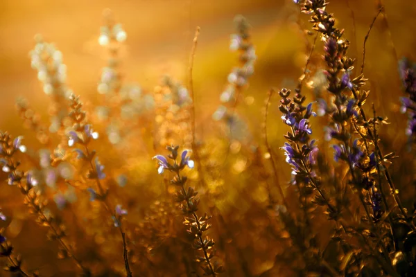 Veel van wilde bloemen in zonsondergang — Stockfoto