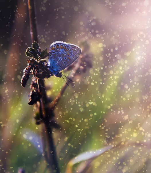 Blue butterfly in sunset and rain — Stock Photo, Image