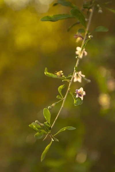 Rosa trädet blomma — Stockfoto