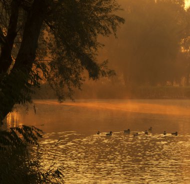 güzel göl günbatımı ile yaban ördekleri