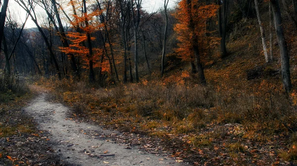 Yalnız orman yolu — Stok fotoğraf