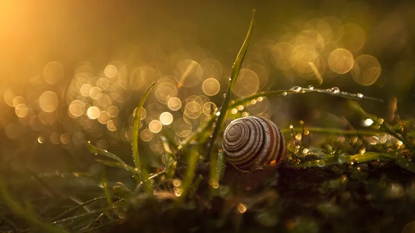 Krásné šnečí v trávě v západu slunce — Stock fotografie