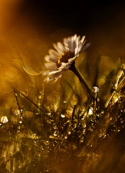 Wild flower in sunset — Stock Photo, Image