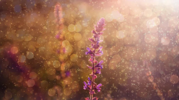 Hermosa flor silvestre púrpura en lluvia y puesta de sol — Foto de Stock