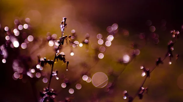 Gefrostete Wildblumen im Sonnenuntergang im Winter — Stockfoto