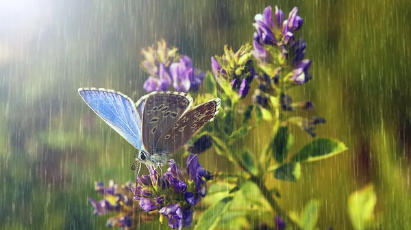 Mariposa azul y flores silvestres púrpuras bajo fuertes lluvias —  Fotos de Stock