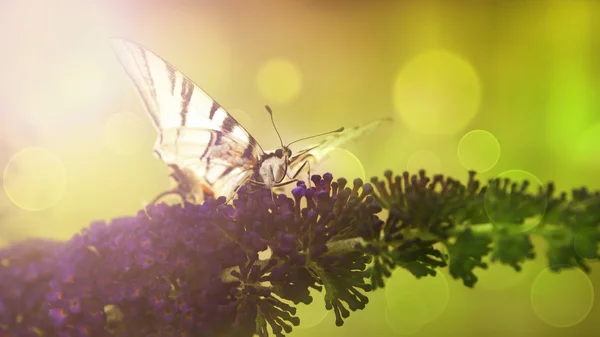 Butterfly and purple wild flower in sunset — Stock Photo, Image