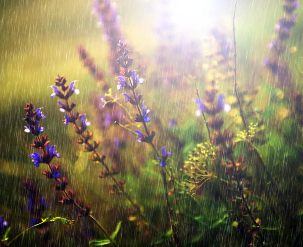 Massor av vilda blommor i regn — Stockfoto