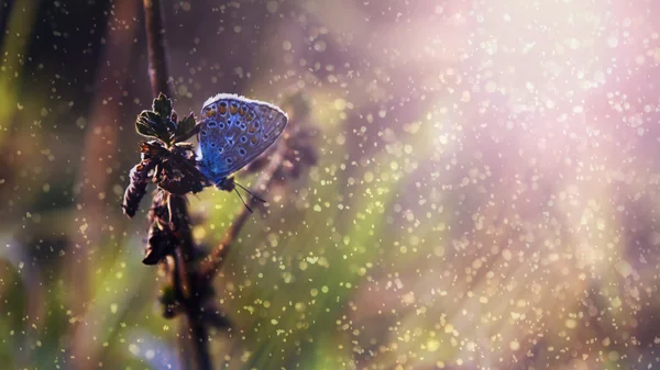 Голубая бабочка на закате и дожде — стоковое фото
