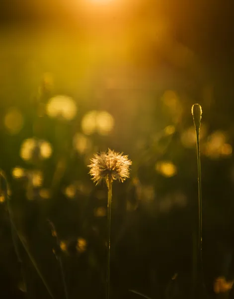 Pissenlit au coucher du soleil — Photo