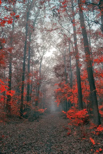 Forêt d'automne — Photo