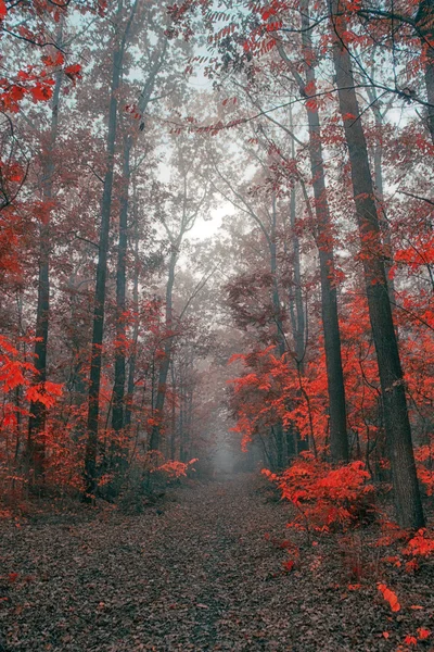 Sonbahar ormanı — Stok fotoğraf