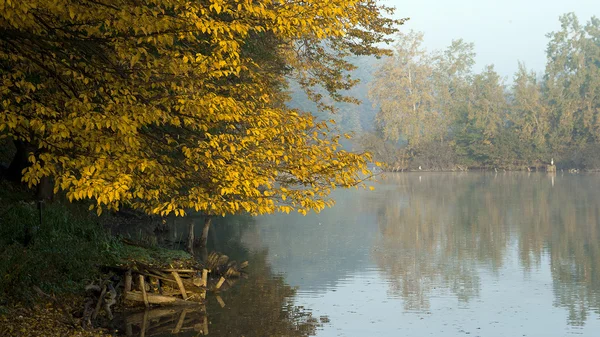 Lake met forest — Stockfoto