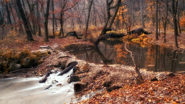 Güzel nehir ve orman sonbahar manzara — Stok fotoğraf