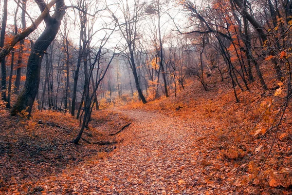 Podzimní les — Stock fotografie