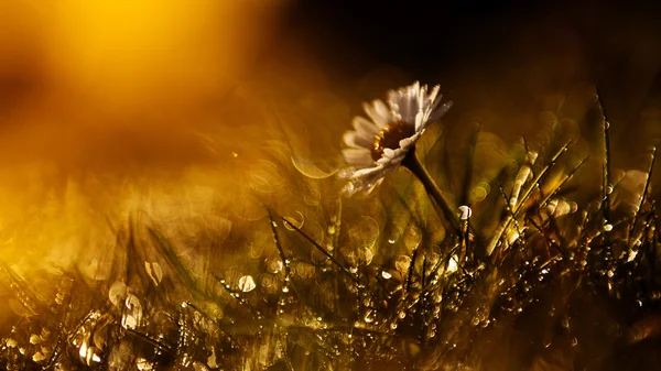 Wild flower in sunset — Stock Photo, Image