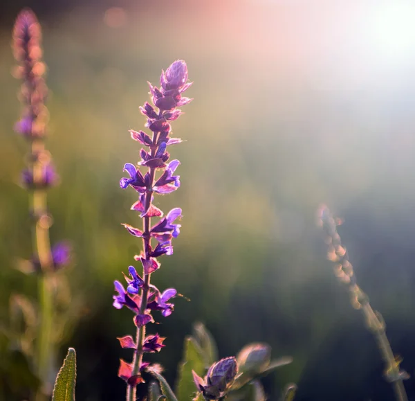 Schöne lila Wildblume im Sonnenuntergang — Stockfoto
