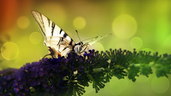 Butterfly ' and ' paars wild flower in zonsondergang — Stockfoto