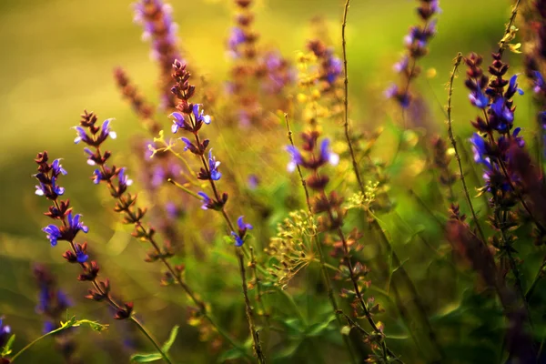 Hermosas flores silvestres púrpuras al atardecer — Foto de Stock